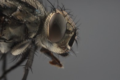Macro view of black house fly on grey background, space for text