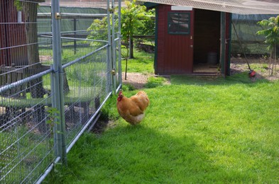 Beautiful brown hen near fence in farmyard