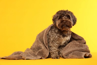 Photo of Cute dog with towel on yellow background