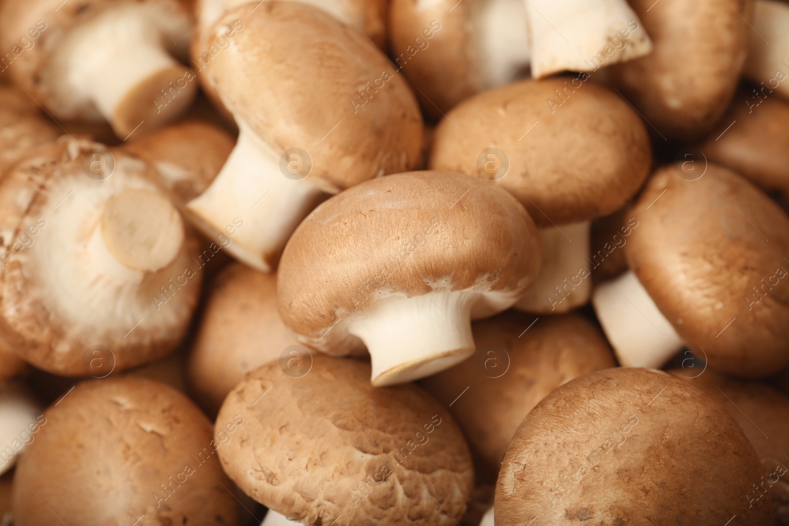 Photo of Fresh raw champignon mushrooms as background, closeup