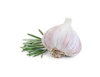 Fresh garlic bulb and rosemary isolated on white