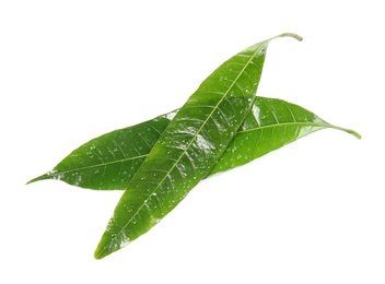 Photo of Green mango leaves with water drops on white background