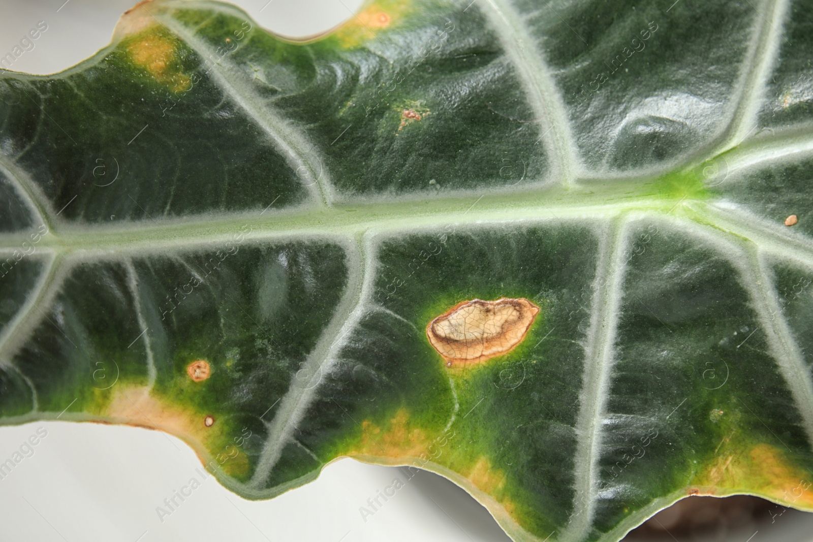 Photo of Home plant with leaf blight disease on  blurred background, closeup
