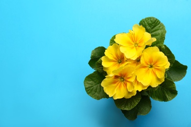 Photo of Beautiful primula (primrose) plant with yellow flowers on light blue background, top view and space for text. Spring blossom