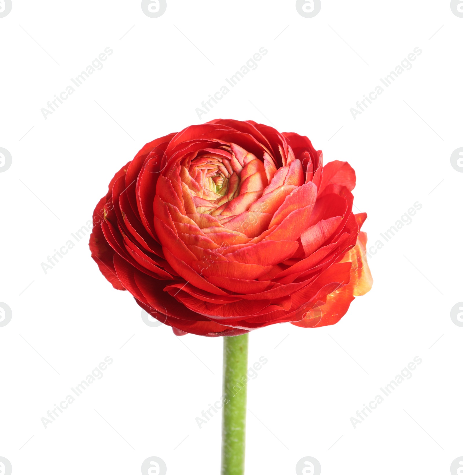 Photo of Beautiful fresh ranunculus flower isolated on white