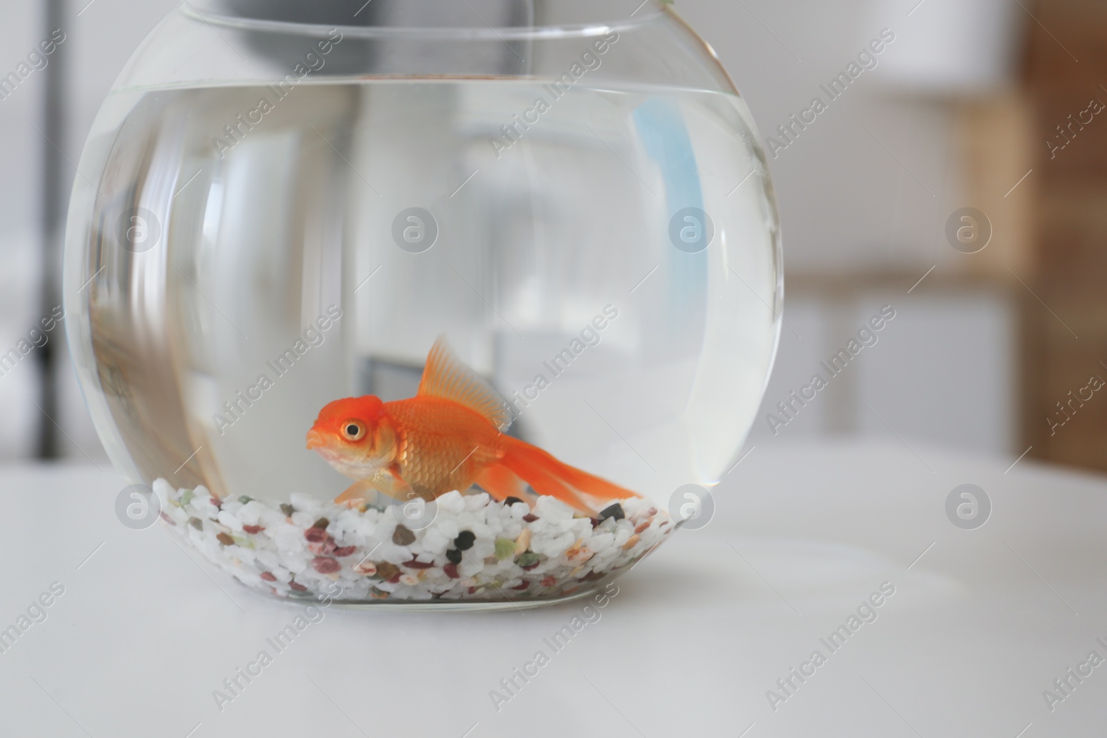 Photo of Beautiful bright goldfish in aquarium on table at home