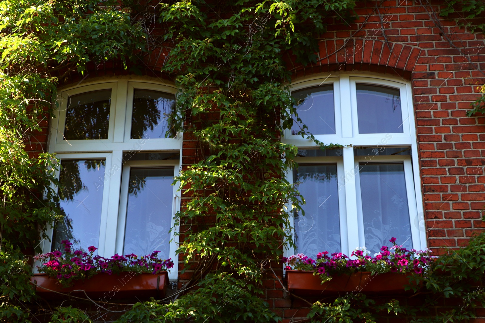 Photo of Red brick building overgrown with green creeper plant and beautiful flowers under windows