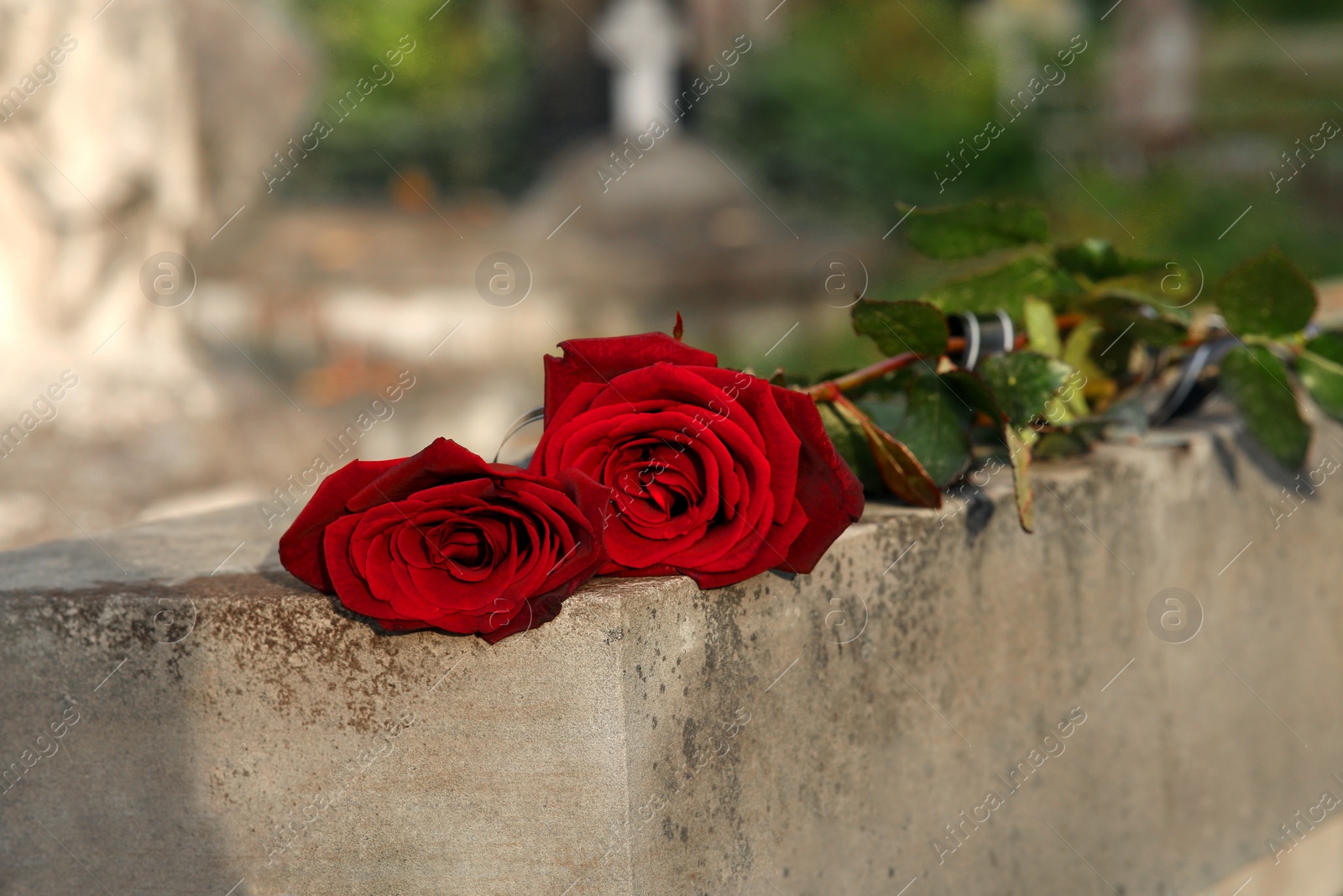 Photo of Red roses on grey tombstone outdoors, space for text. Funeral ceremony