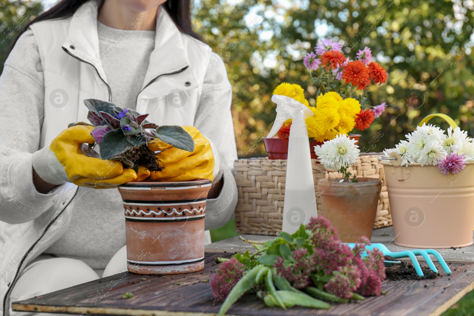 Photo of Woman wearing gardening gloves transplanting flower into pot at wooden table outdoors, closeup