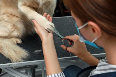 Photo of Professional groomer cutting fur of cute dog with scissors in pet beauty salon, closeup