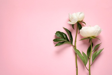 Photo of Fragrant peonies on color background, top view with space for text. Beautiful spring flowers