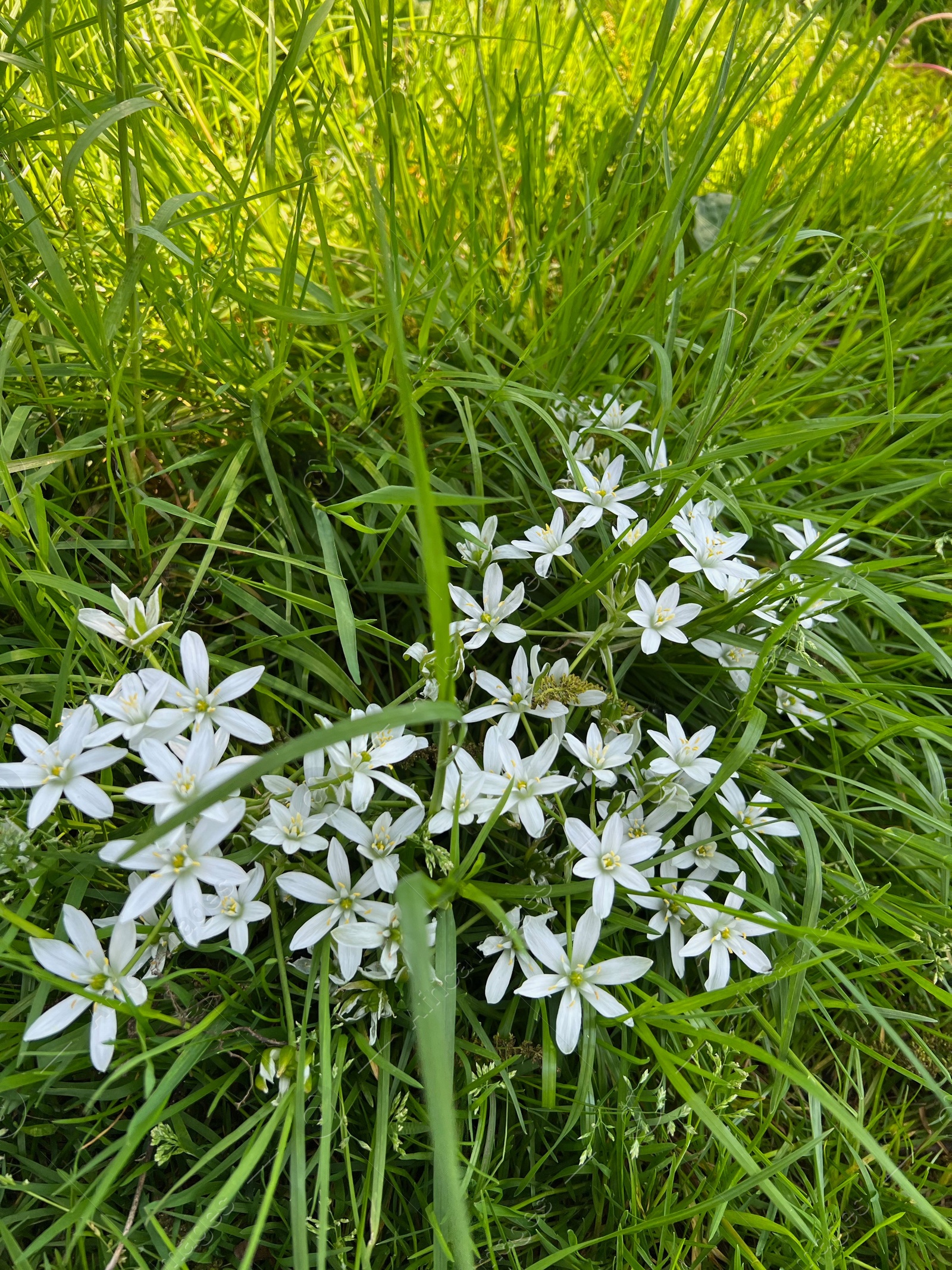 Photo of Beautiful white Ornithogalum flowers and green grass growing outdoors