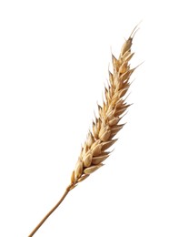 Dry ear of wheat isolated on white