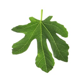 Photo of One green leaf of fig tree isolated on white, top view