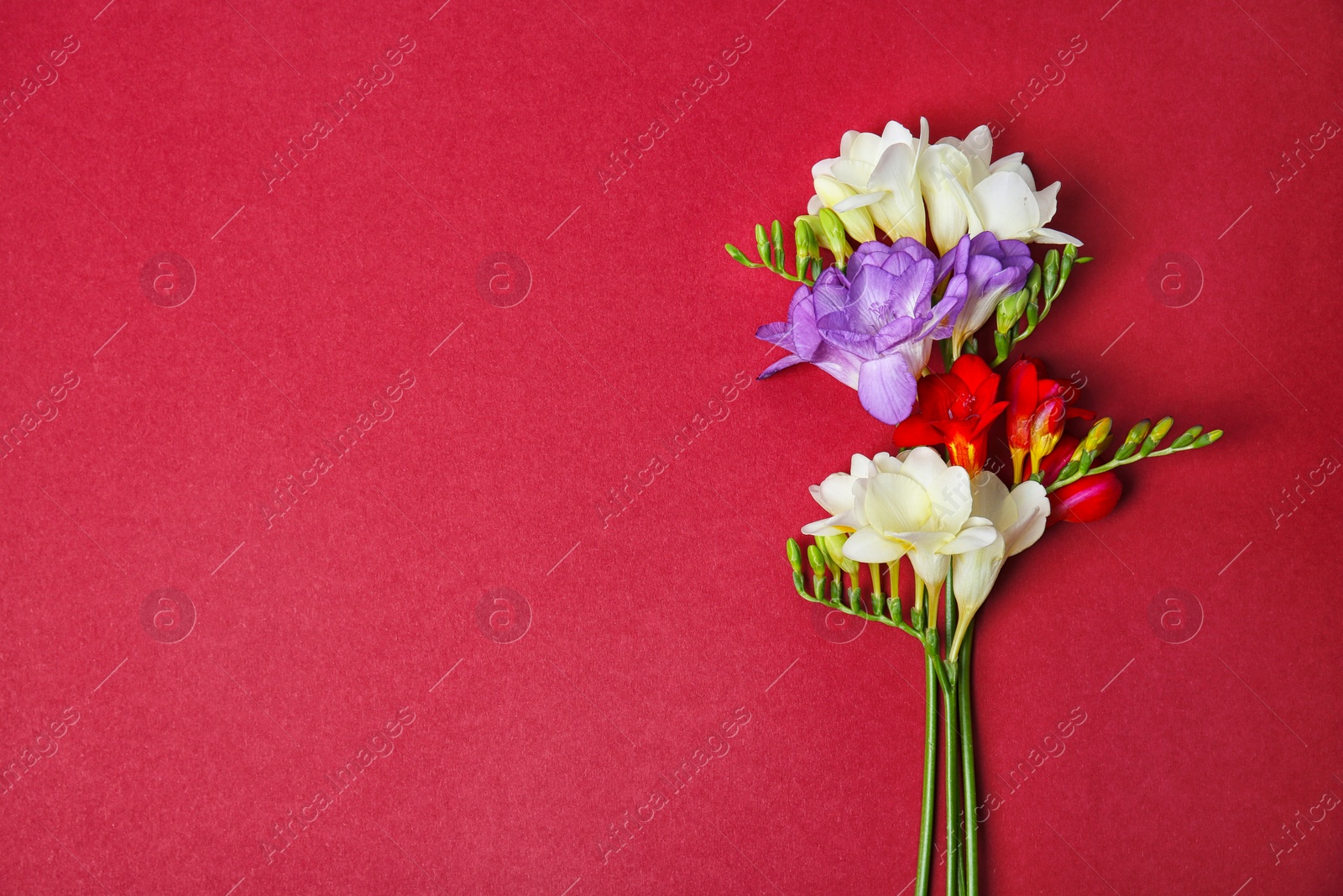 Photo of Beautiful freesia flowers on color background