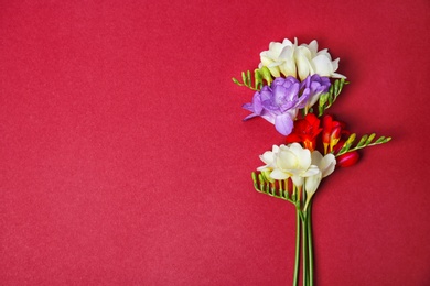 Beautiful freesia flowers on color background