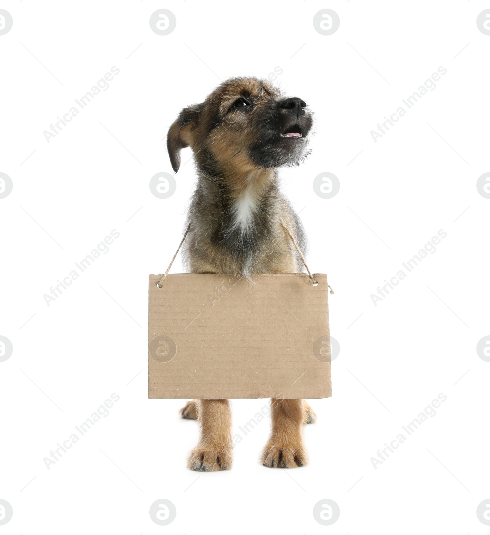 Photo of Cute little dog with blank cardboard sign on white background. Homeless pet