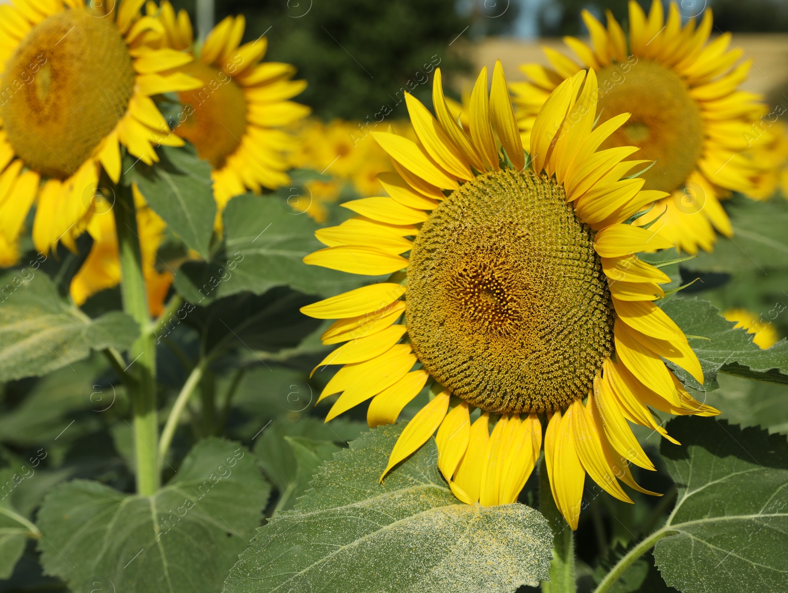 Photo of Beautiful sunflowers growing in field on sunny day