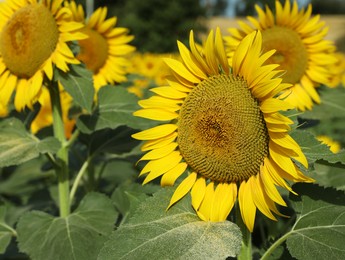 Beautiful sunflowers growing in field on sunny day