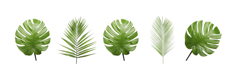 Image of Set of tropical leaves on white background. Banner design