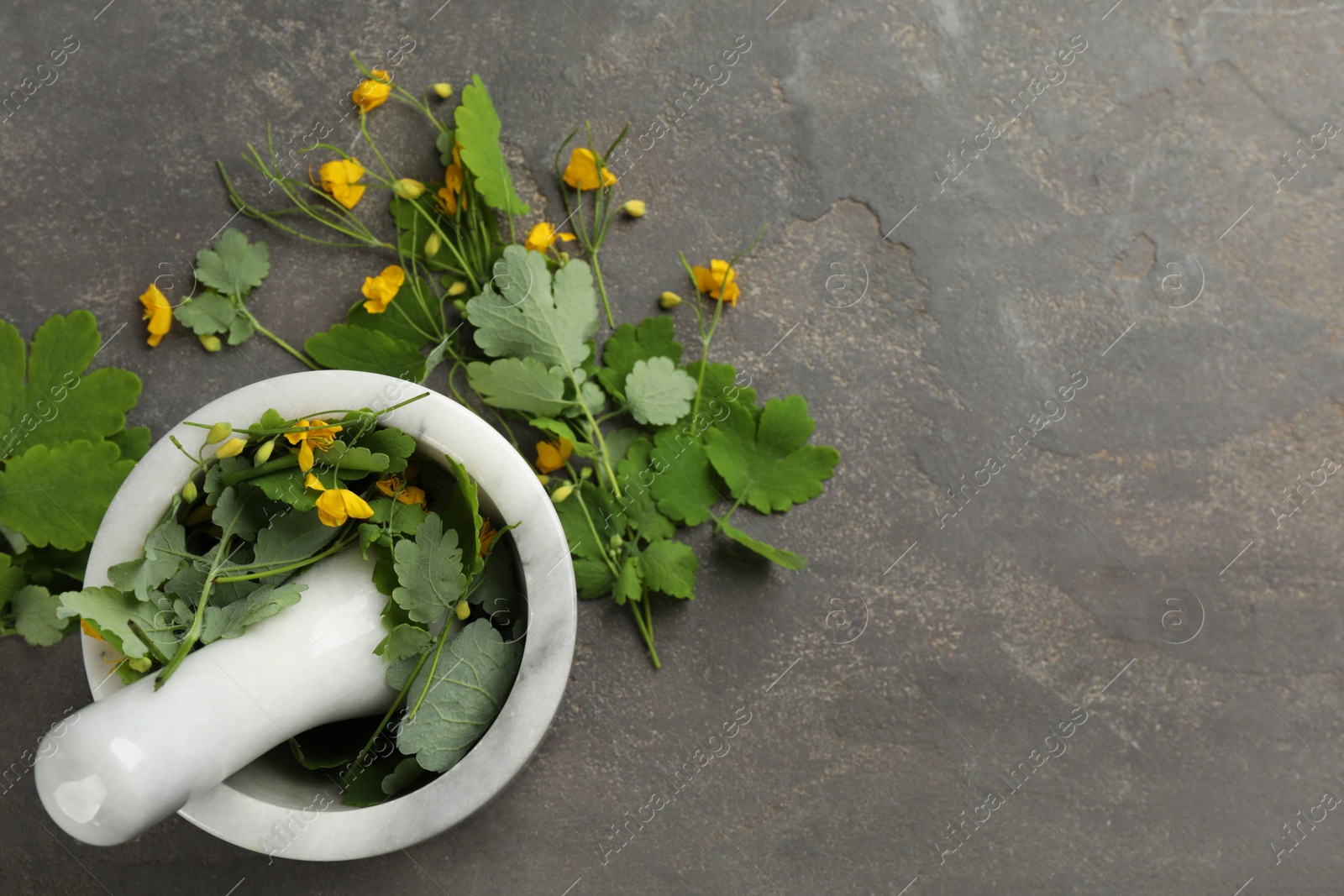 Photo of Celandine with mortar and pestle on grey stone table, flat lay. Space for text