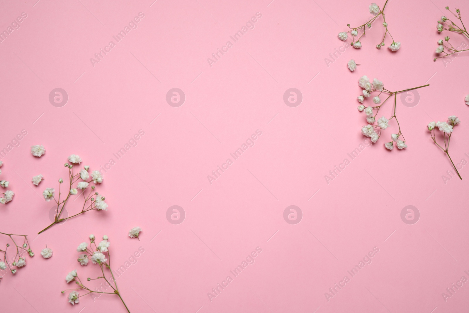 Photo of Beautiful floral composition with gypsophila on pink background, flat lay. Space for text