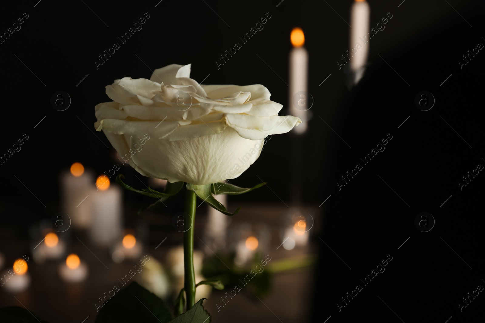 Photo of Beautiful white rose on blurred background. Funeral symbol