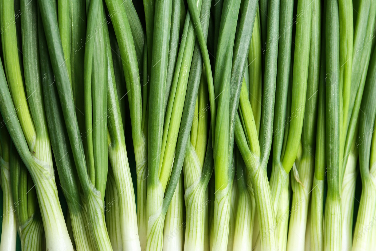 Photo of Fresh green spring onions as background, top view