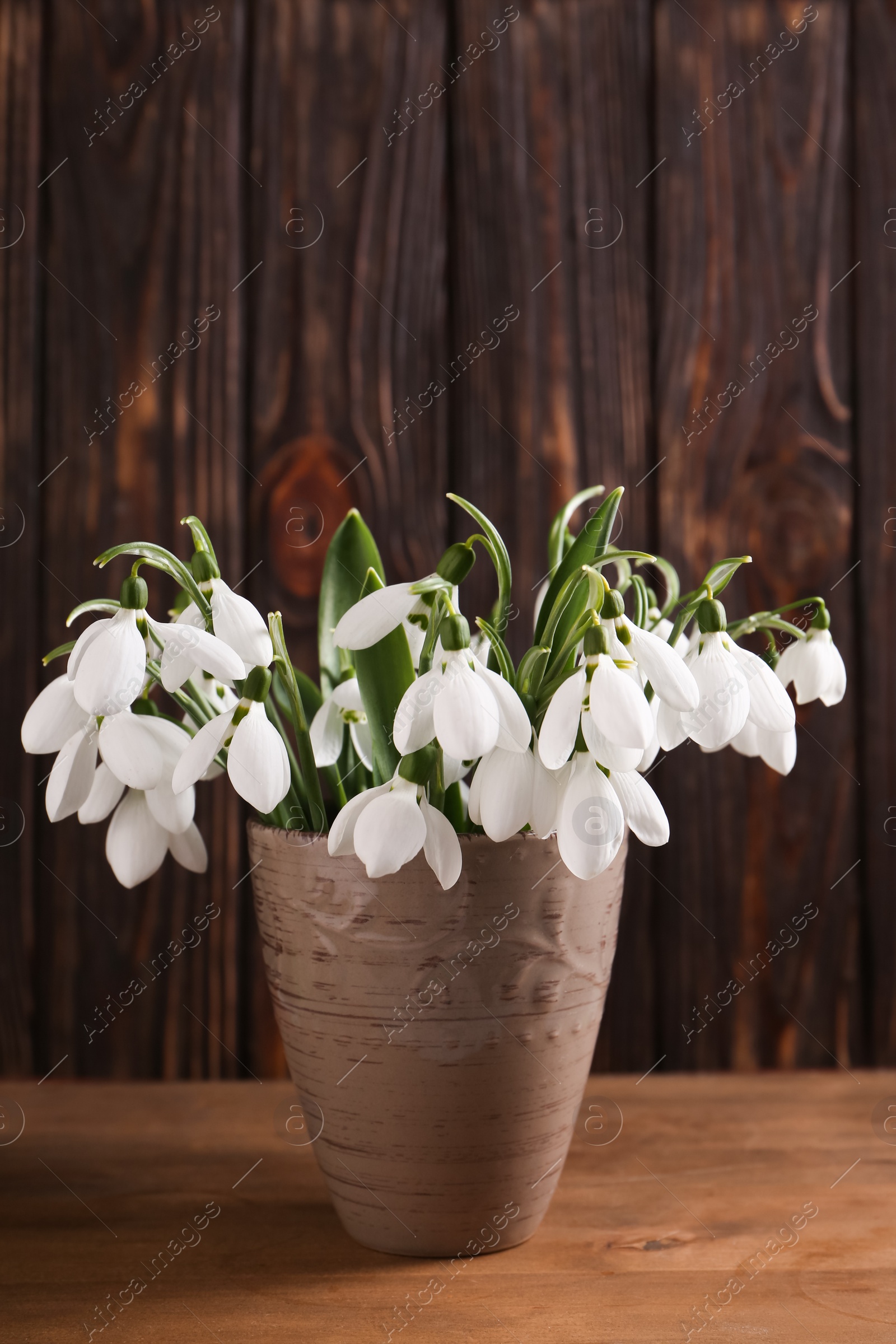 Photo of Beautiful snowdrops in vase on wooden table