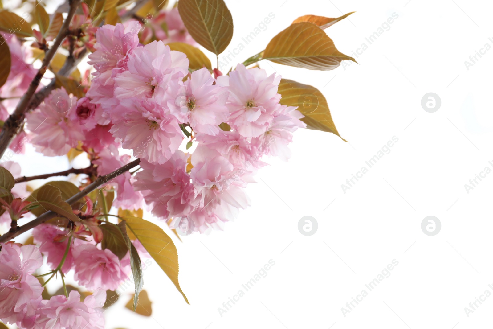 Photo of Blossoming pink sakura tree outdoors on spring day, closeup