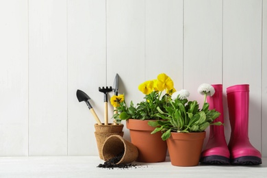 Blooming flowers in pots and gardening equipment on table, space for text