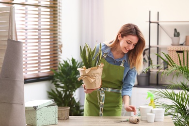 Photo of Young woman taking care of houseplant indoors. Interior element
