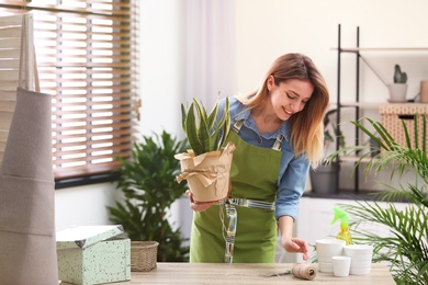 Young woman taking care of houseplant indoors. Interior element