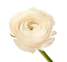 Photo of Beautiful ranunculus flower on white background