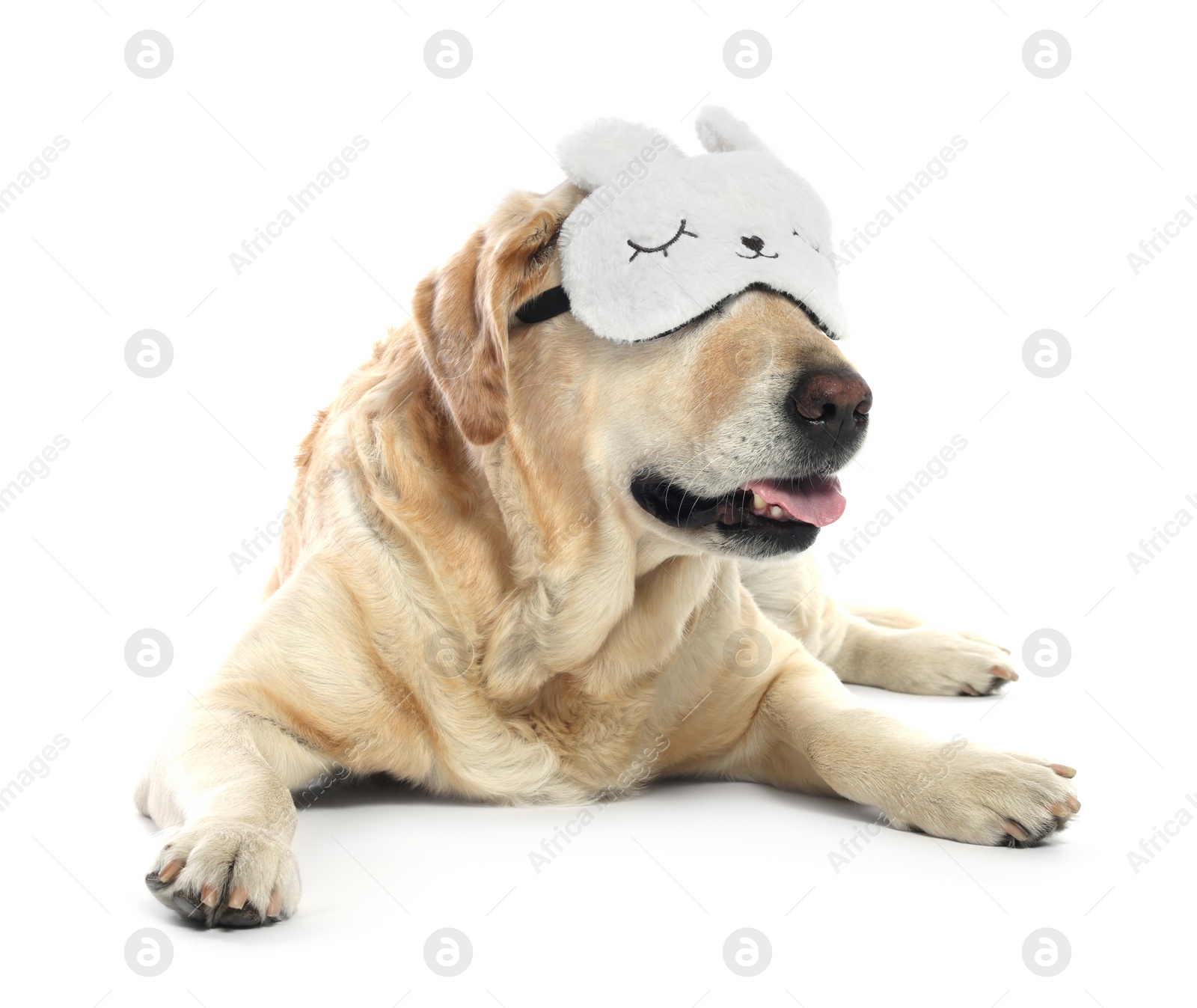 Photo of Cute Labrador Retriever with sleep mask resting on white background