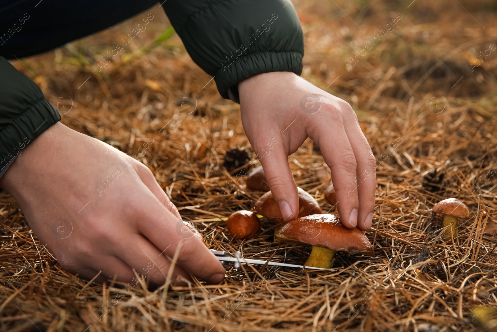 Photo of Man cutting boletus mushroom with knife in forest, closeup