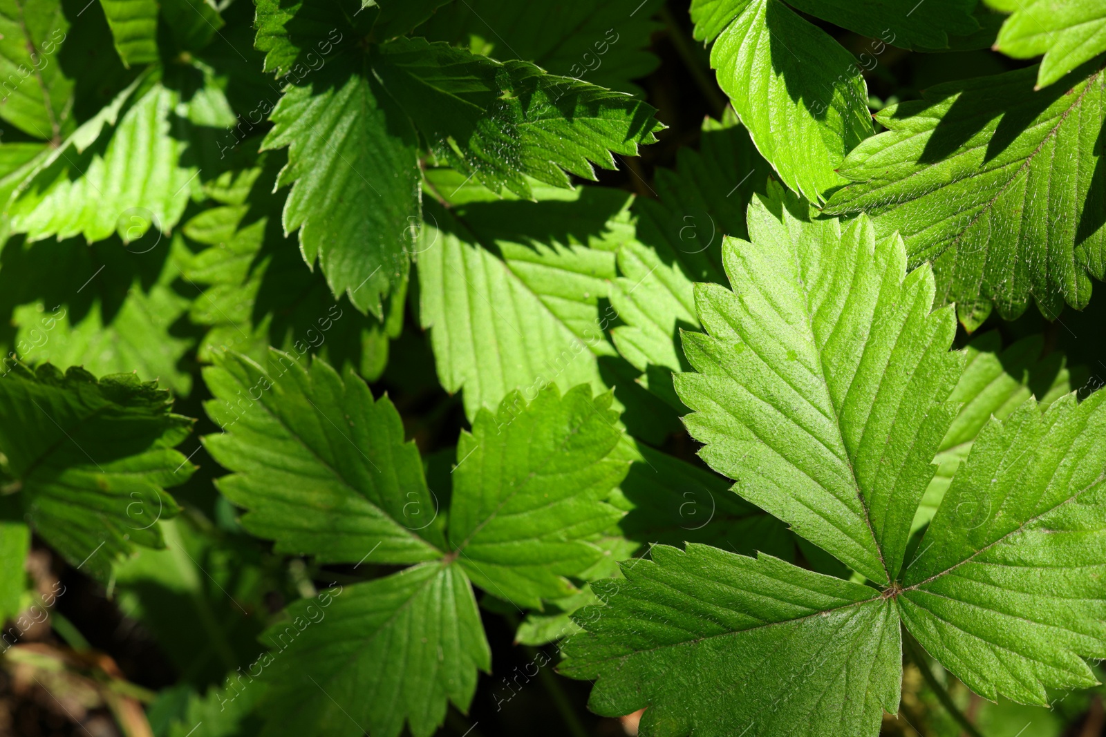 Photo of Many wild strawberry leaves as background, closeup