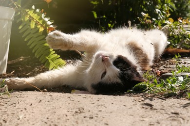 Photo of Cute cat resting at backyard on sunny day