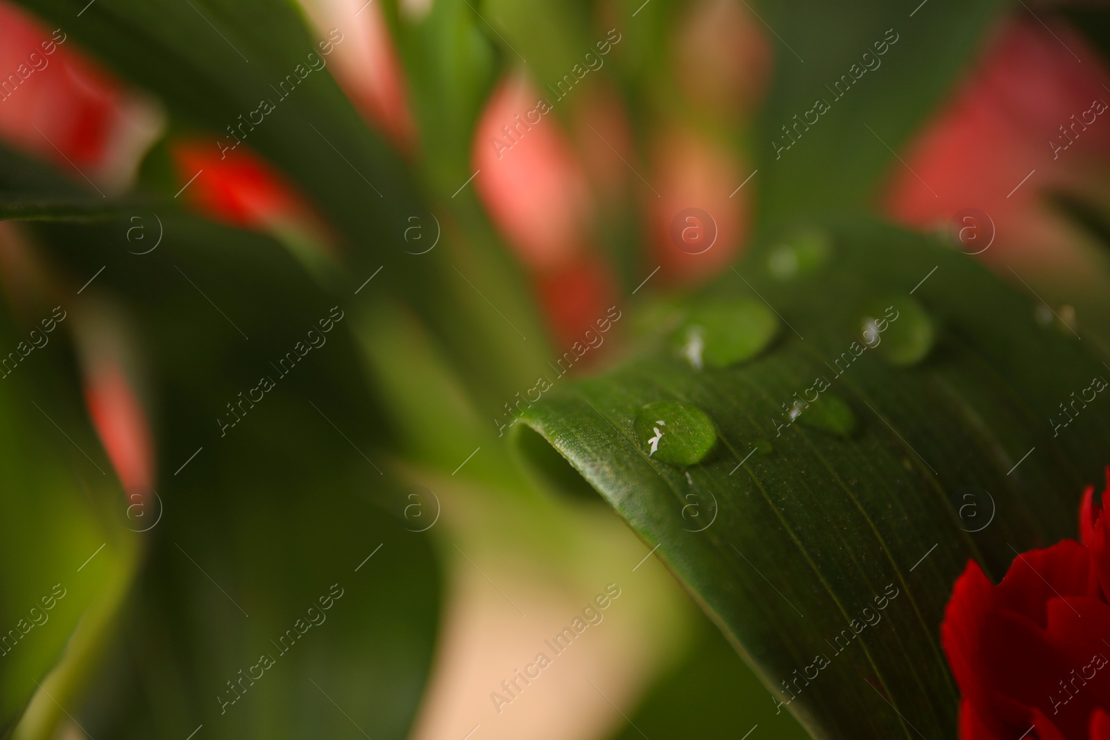 Photo of Beautiful leaf with water drops on blurred background, closeup