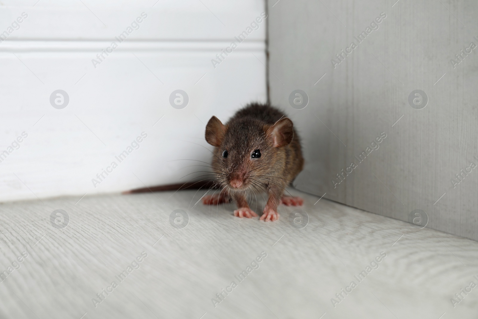 Photo of Grey rat near wooden wall on floor. Pest control