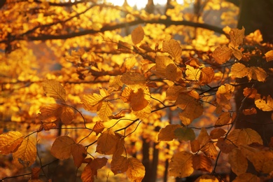 Sunlit golden leaves in autumn forest. Seasonal background