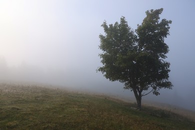 Tree growing on meadow in foggy morning