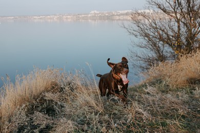 Cute German Shorthaired Pointer dog running near river
