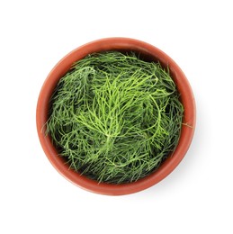 Photo of Bowl of fresh dill isolated on white, top view