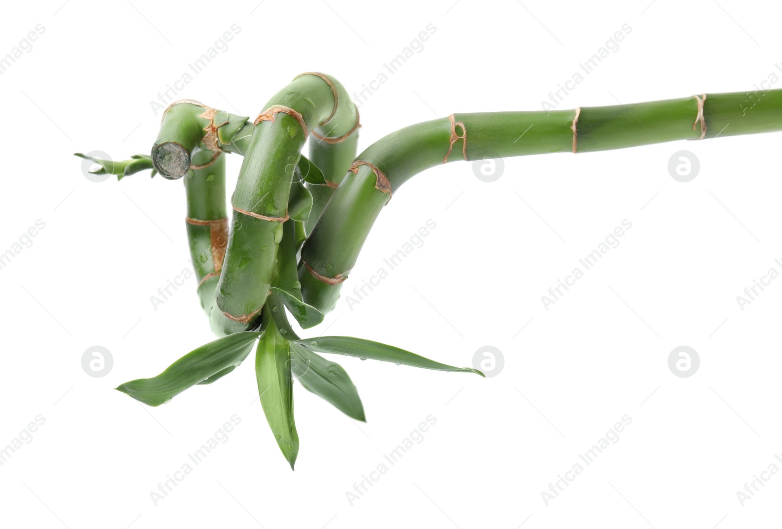 Photo of Beautiful green bamboo stem with leaves on white background