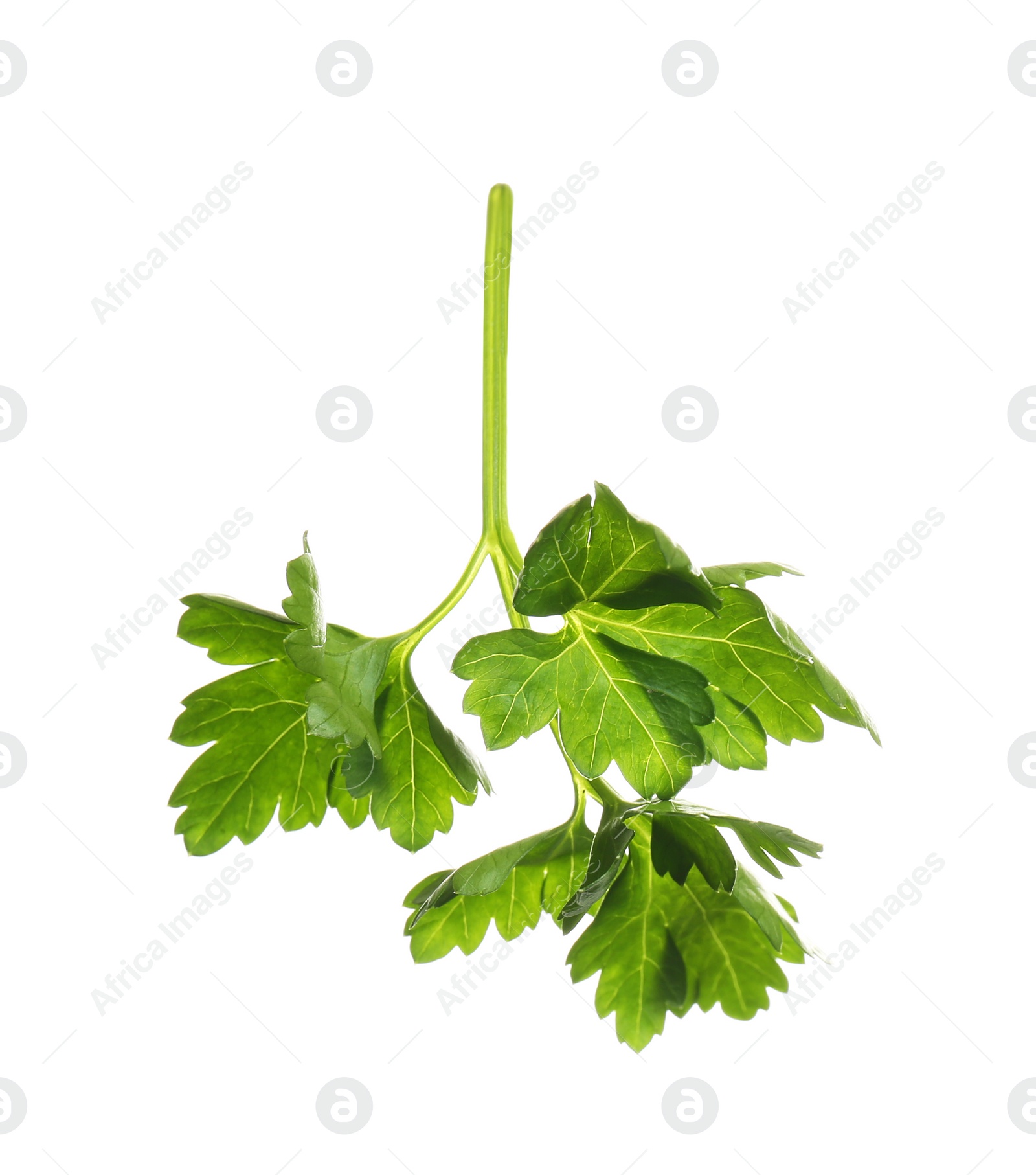 Photo of Fresh green organic parsley on white background