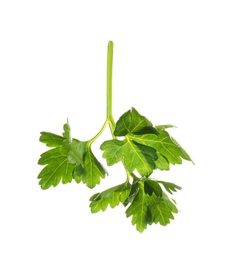 Photo of Fresh green organic parsley on white background