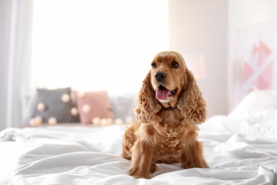 Photo of Cute Cocker Spaniel dog on bed at home. Warm and cozy winter