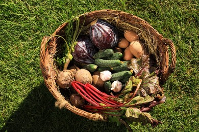 Different fresh ripe vegetables in wicker basket on green grass, top view