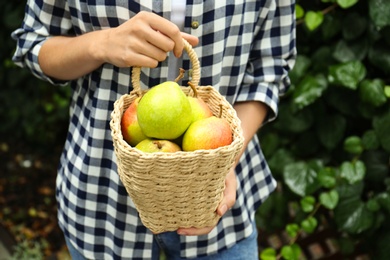 Woman holding basket of fresh ripe pears outdoors, closeup